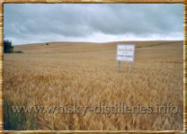Orge Macallan